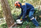 West Pinetree-felling-services-21.jpg; ?>