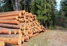 West Pinetree-felling-services-31.jpg; ?>