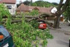West Pinetree-felling-services-41.jpg; ?>